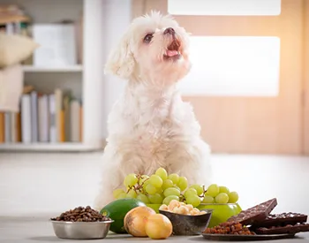 7 Foods That Are Healthy for You But Not Your Pets