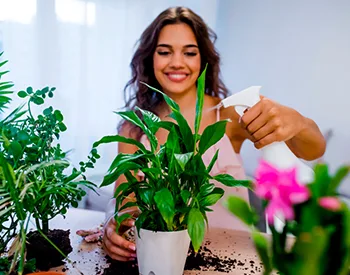Health Benefits of Having Indoor Plants